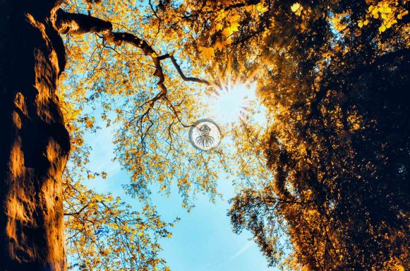 Anderswelt II 2023 WEB Das Blätterdach von zwei Bäumen durch die die Sonne scheint. Die Farben wirken surreal.